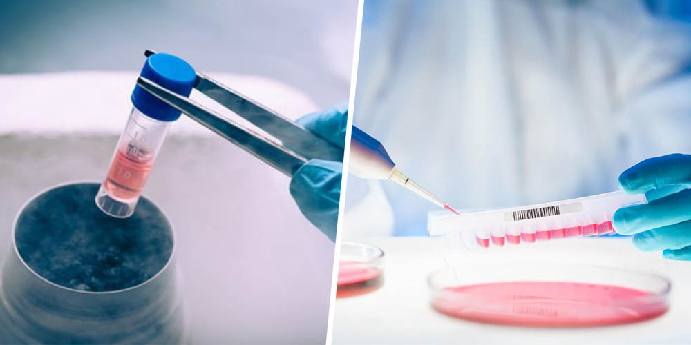 HOW DOES STEM CELL TREATMENT WORK 02 HOW DOES STEM CELL TREATMENT WORK