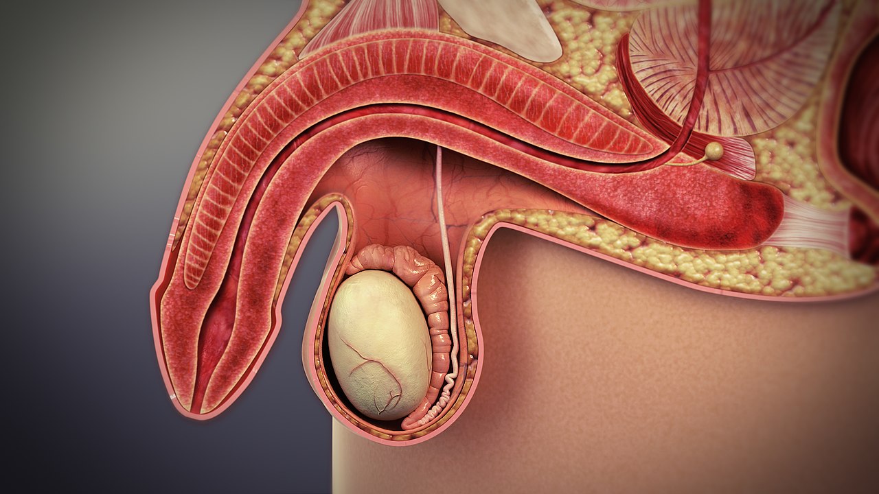 picture of erectile dysfunction